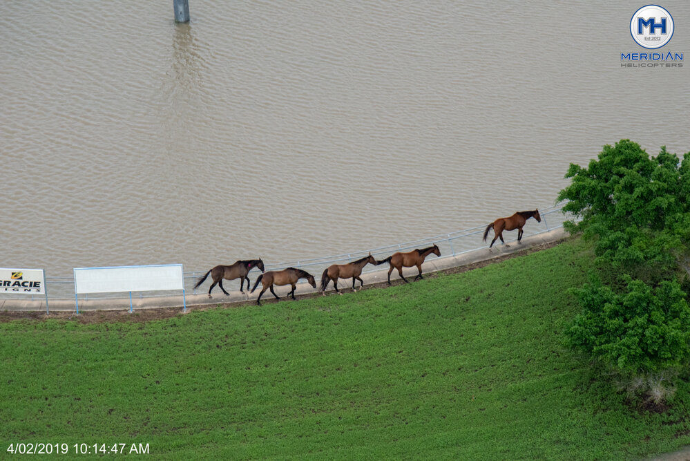 Horses at Townsville Velodrome, aerial photograph during floods, 2019. 