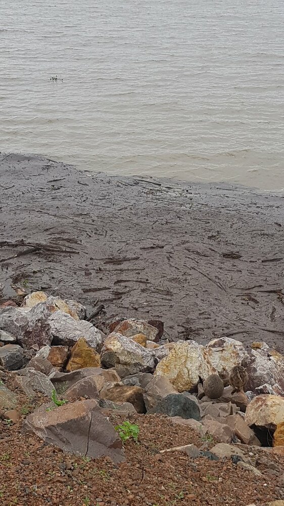 Townsville Dam water height, floating debris and rock wallaby, 2019