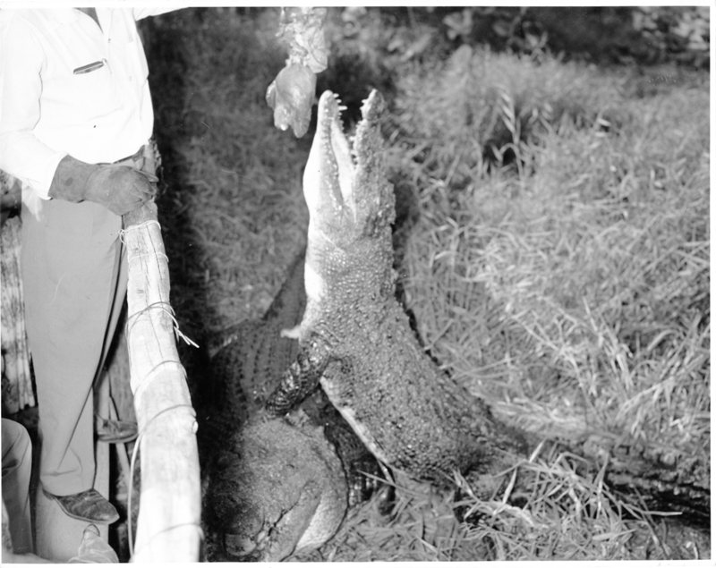 Feeding crocodiles at Mount St. John Zoo, Townsville 