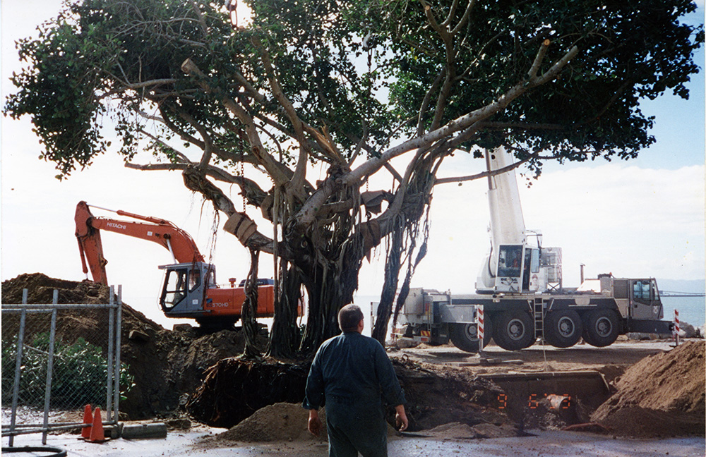 Transplanting a tree during the strand redevelopment, Townsville, 9 June 1999