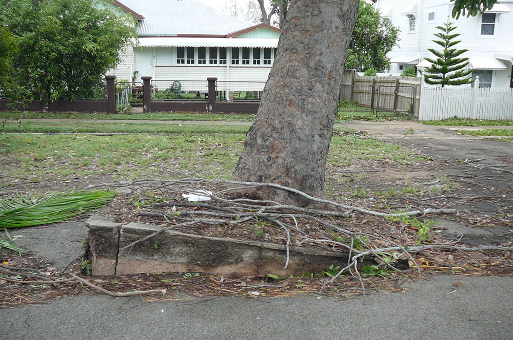 Uprooted tree in the aftermath of Cyclone Yasi, Townsville, 3rd February 2011