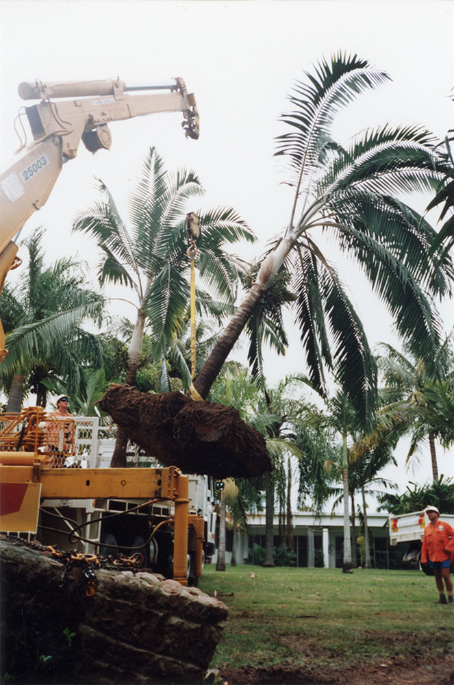 Transplanting a palm tree in the Townsville palmetum / Townsville City Council staff