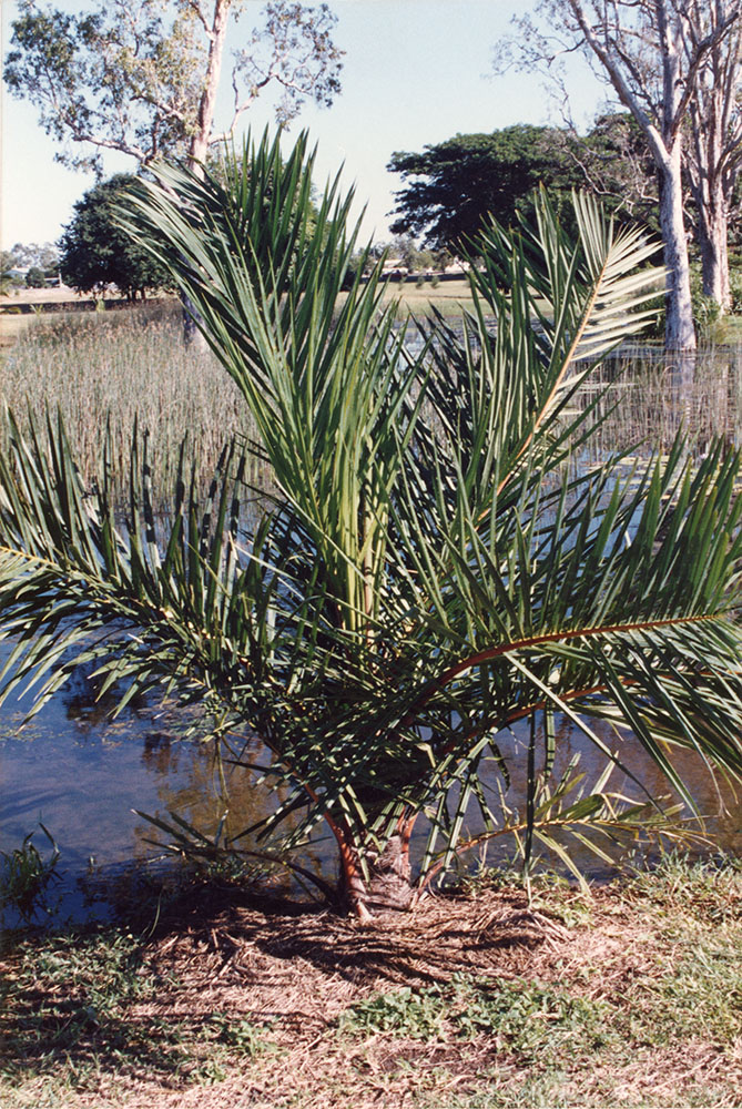 Raphia farinifera at the lakeside area at the Townsville palmetum / Townsville City Council staff