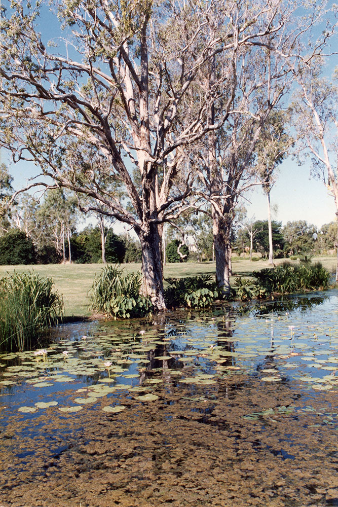 View of the lagoon area of the Townsville palmetum showing Licuala spinosa underneath the trees / Townsville City Council staff