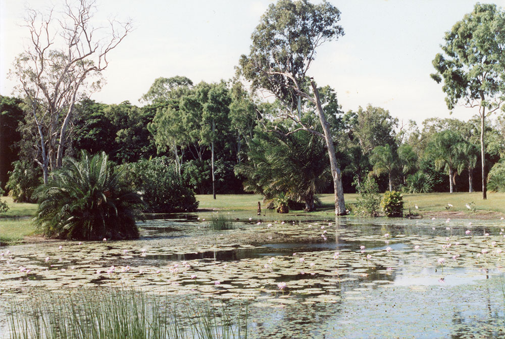 Lagoon area at the Townsville palmetum / Townsville City Council staff