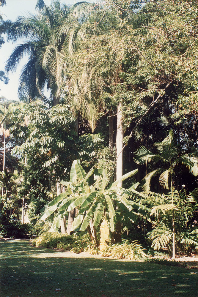 View of the Queens Gardens, Townsville, [1992 or 1993] / Townsville City Council staff.