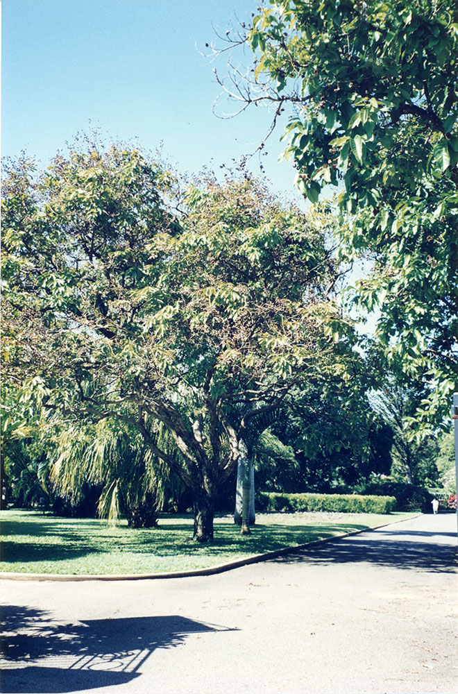 Paxton Street entrance to the Queens Gardens, Townsville, [1992 or 1993] / Townsville City Council staff.