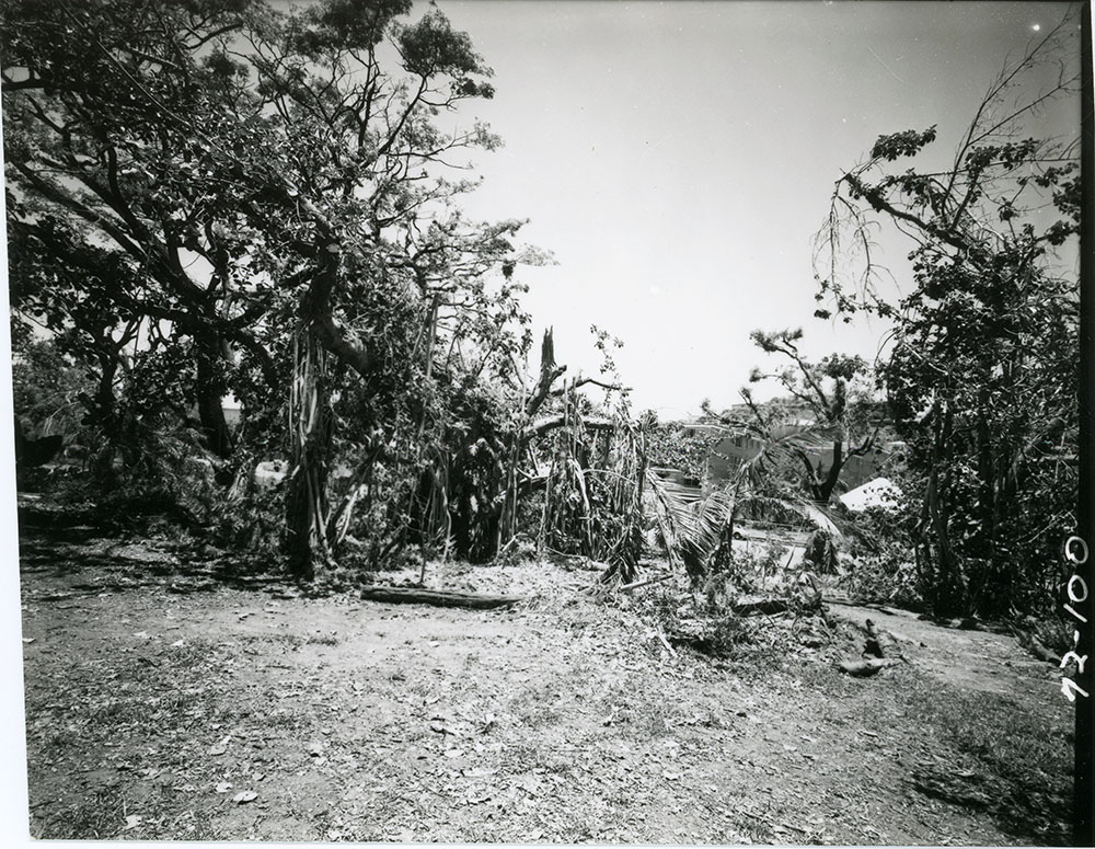 Damage to Queen's Gardens by Cyclone Althea, Townsville, 1973