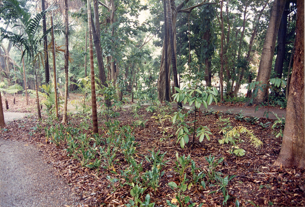 New plantings at the Queens Gardens, Townsville, 1992 / Townsville City Council staff