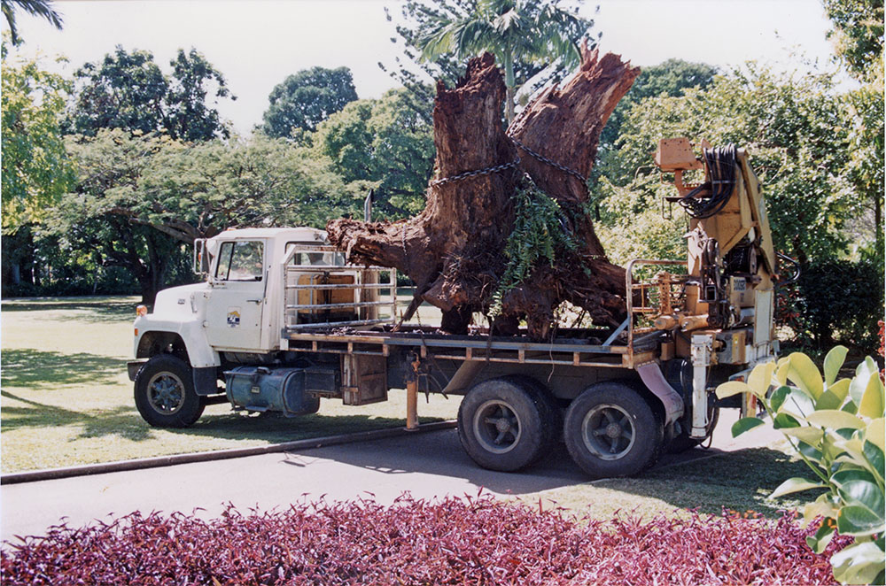 Tree stump removal from the Queens Gardens, Townsville, 1992 / Townsville City Council staff