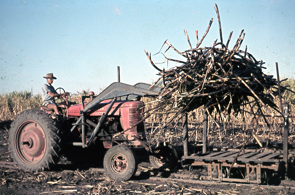 Freeman collection : Harvesting sugar cane near Ayr, North Queensland, 1961