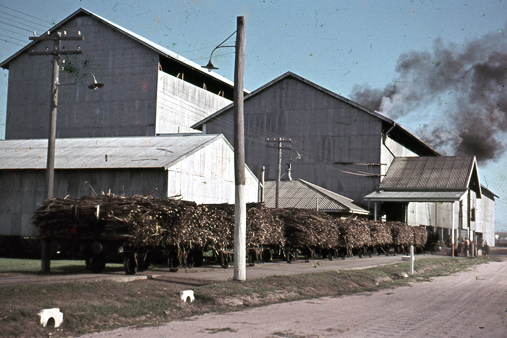 Freeman collection : Harvested sugarcane at a sugar mill near Ayr, North Queensland, 1961