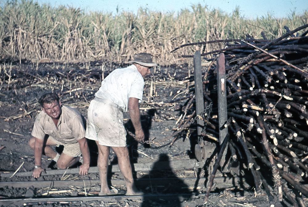 Freeman collection : Harvesting sugarcane near Ayr, North Queensland, 1961