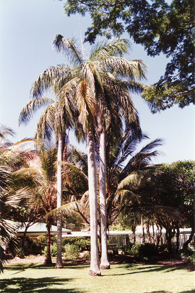 View of palm trees and buildings in Queens Gardens, Townsville, [1992 or 1993] / Townsville City Council staff.