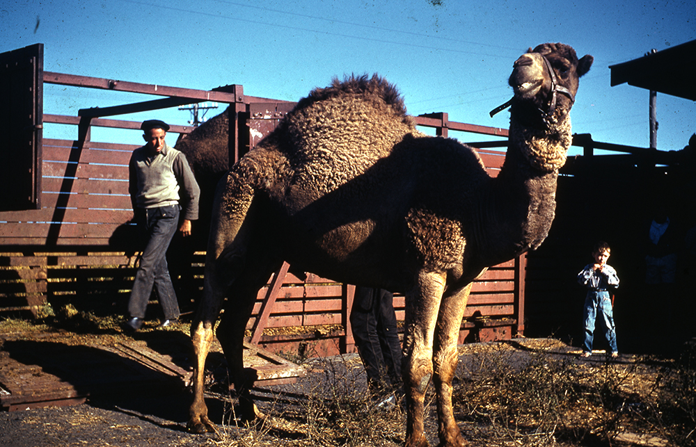 Freeman collection : Circus camel at Ayr, North Queensland, 1961