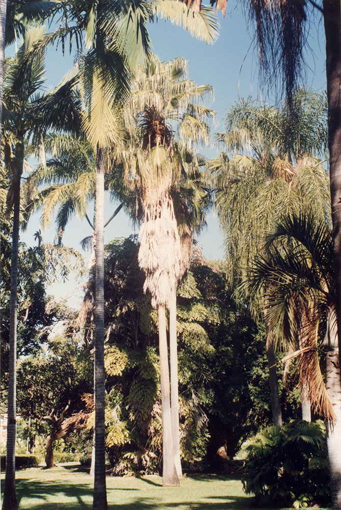 Palm trees in the Queens Gardens, Townsville, [1992 or 1993] / Townsville City Council staff.