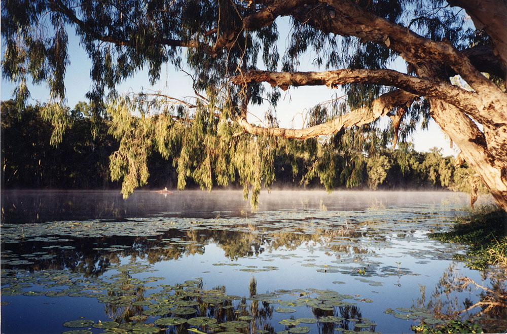 Gumtree on the bank of Ross River, Townsville, 1991