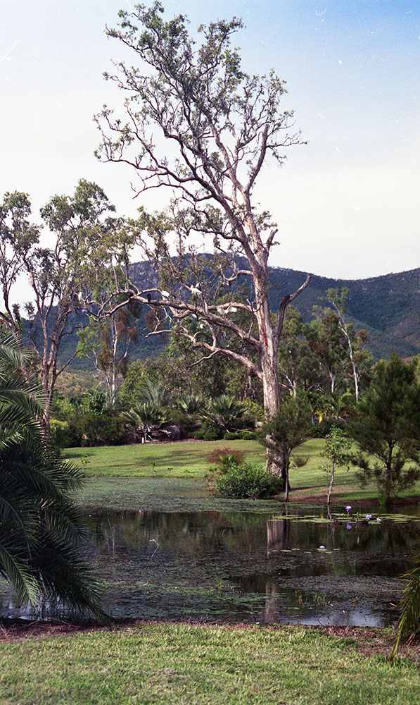 The Palmetum, University Road, Douglas, Townsville, 1991