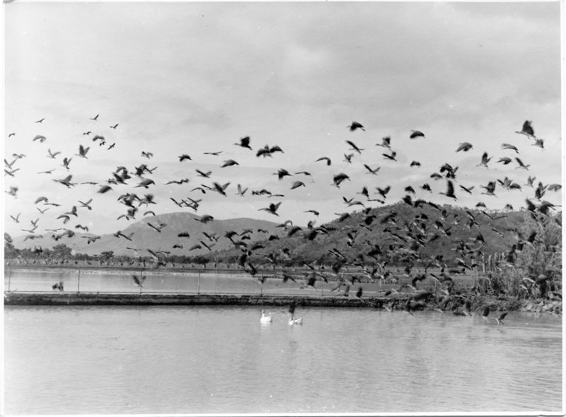 Birds on the Town Common, Townsville. 