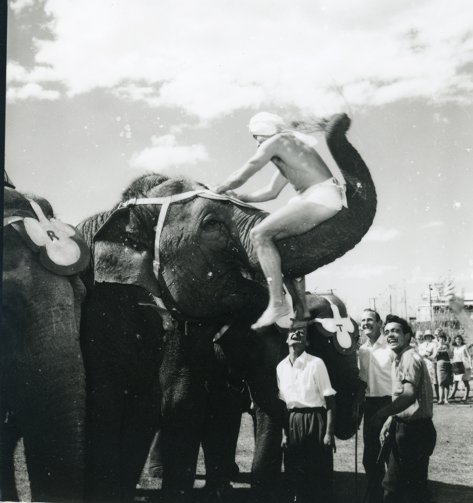 Mr L. Tutt of Tropical Cattle Pty Ltd, The Orient, Ingham, exhibiting his champion tropical breed bull "TC Roderigo de Manso" at the Townsville Show, 5 July 1966