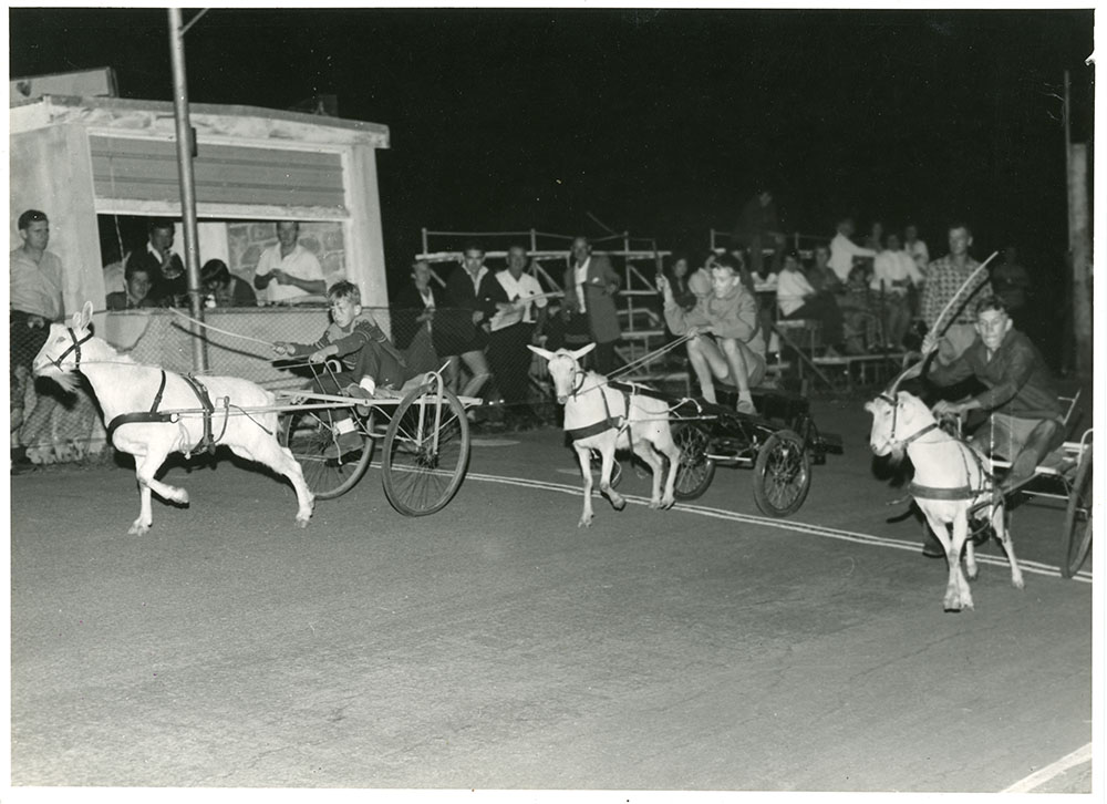 Goat race at Keyatta Park, Townsville, 1966