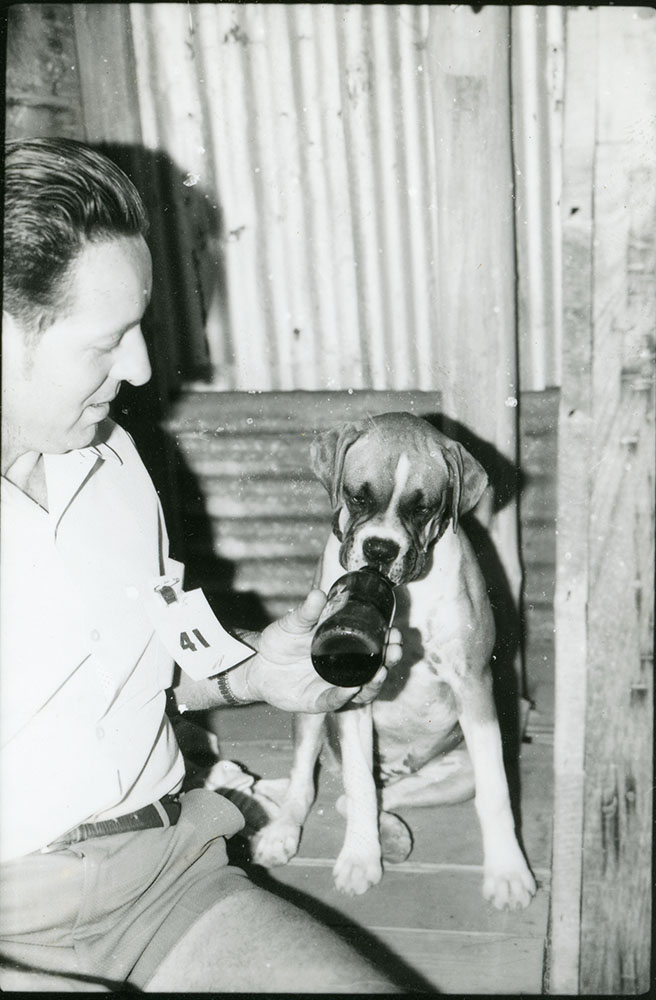 Boxer "Bonbeau Belinda" of Ayr, best of her breed having a drop of owner Harry Eunson's lunch, Townsville show, 6 July 1971