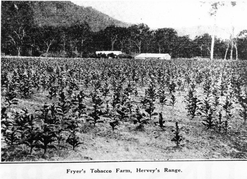Fryer's tobacco farm, Hervey's Range 