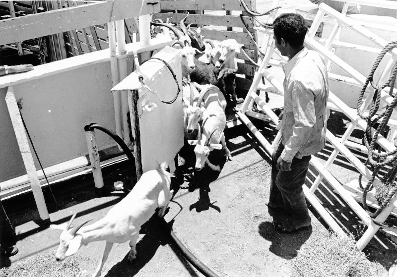 Goats being loaded onto the SS Claussen, bound for the Middle East, Townsville 1977. 