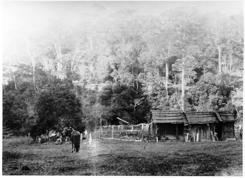 Johnson's clearing, Mount Spec 