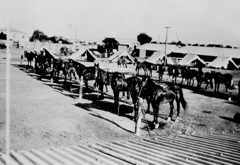 Horse Transport, Townsville Showgrounds, ca 1939 Townsville City Council