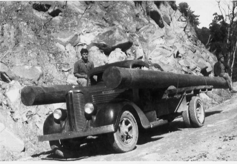Driver with Dodge truck bearing timber logs, n.d. 