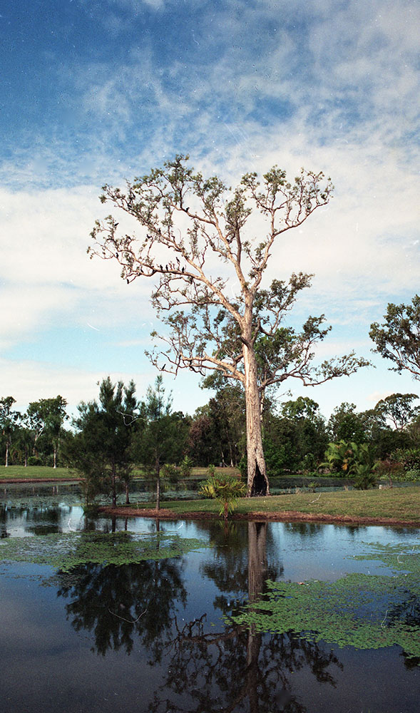 Lagoon in the Palmetum, Douglas, Townsville, 1991