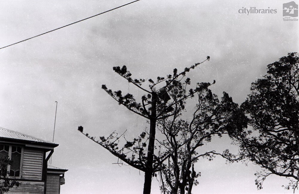 Hoop pine tree with sheet of corrugated iron wrapped around limb following Cyclone Althea, Townsville, 25th December, 1971