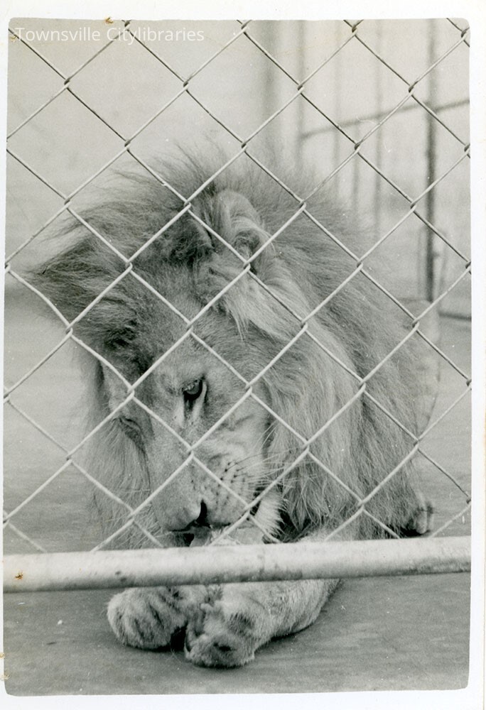 Lion at Mount St John Zoo, Townsville, 1946