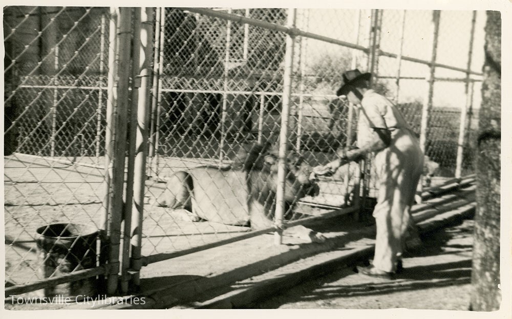 Lion feeding at Mount St John Zoo, Townsville, ca.1960