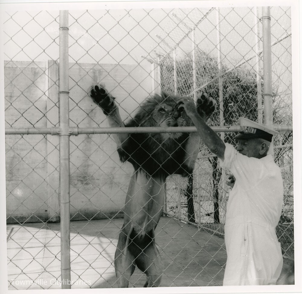 Lion feeding at Mount St John Zoo, Townsville, ca.1965