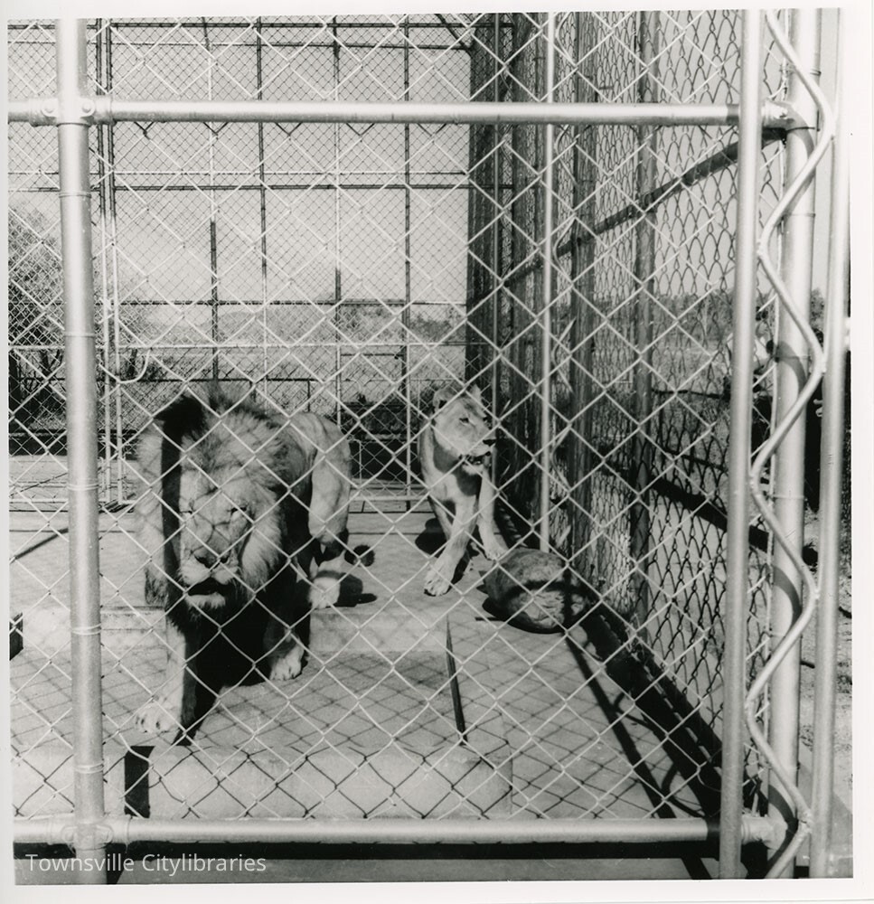 Mount St John Zoo lions, Townsville, ca. 1965
