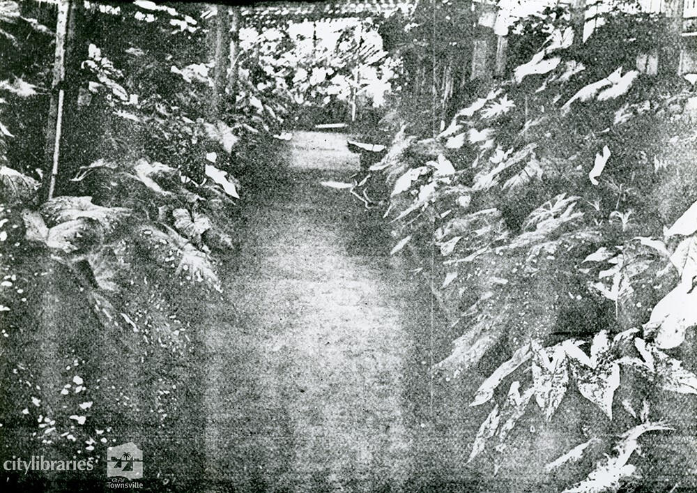 Caladiums on Mr P. V. Armati's property, Townsville, 1906