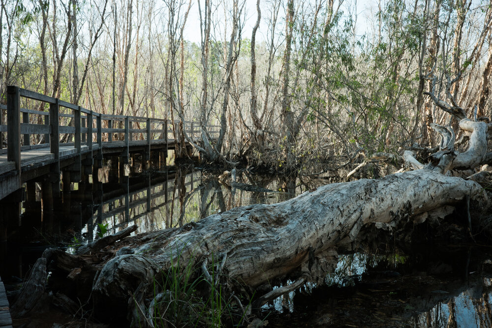 Horseshoe Bay Lagoon Conservation Park, Horseshoe Bay, Townsville, 4 April 2024