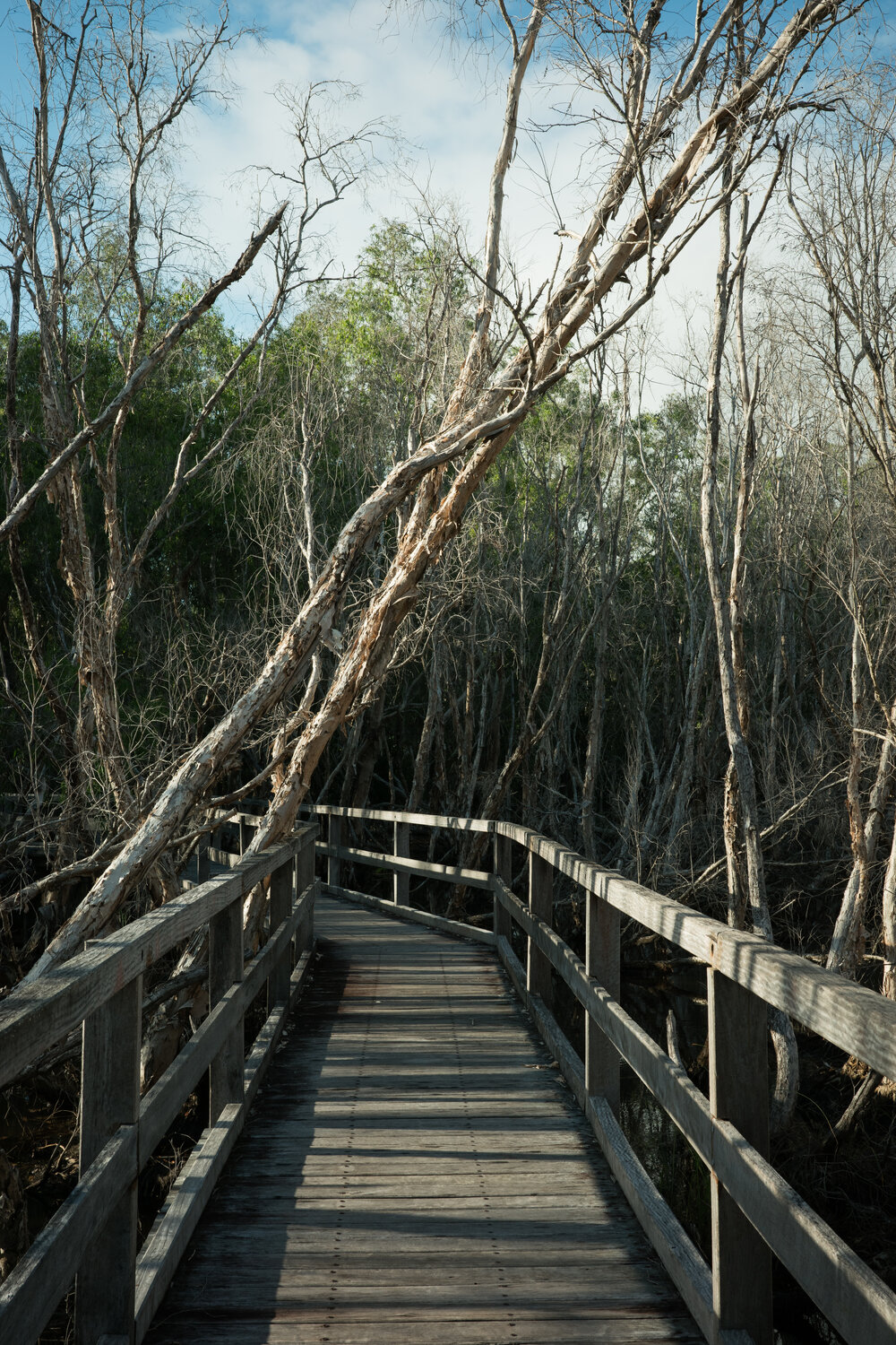 Horseshoe Bay Lagoon Conservation Park, Horseshoe Bay, Townsville, 4 April 2024