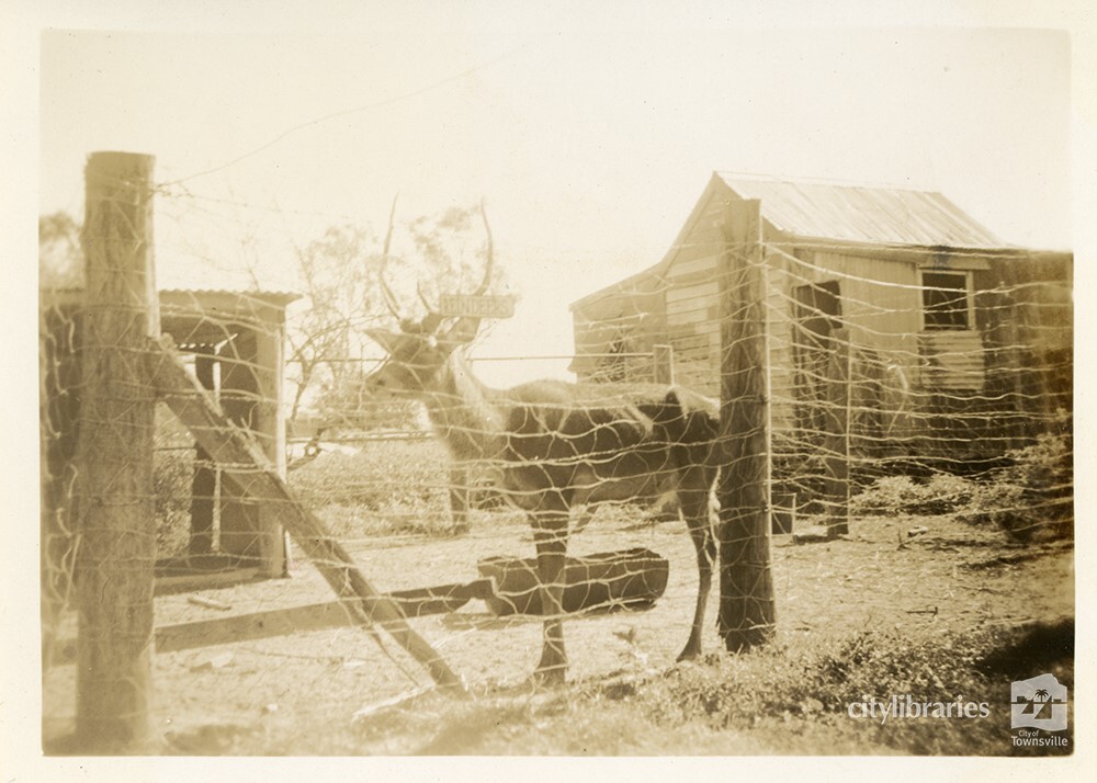 Reindeer at Mount St John Zoo, Townsville, 1 May 1946