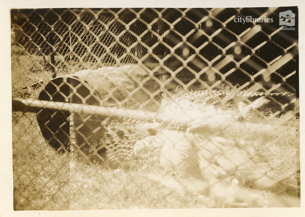 Crocodile at Mount St John Zoo, Townsville, 1946