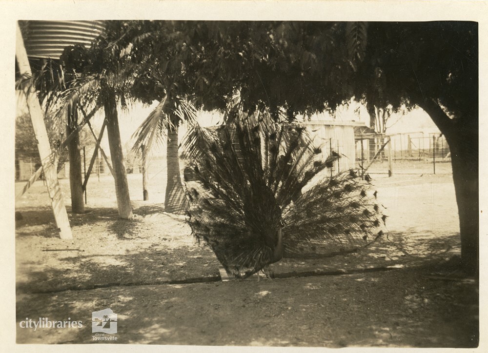 Peacock, Brisbane, 1946
