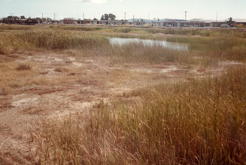 Grasses, water reed and low lying area on the northern side of proposed north lake development area, Townsville, 1984