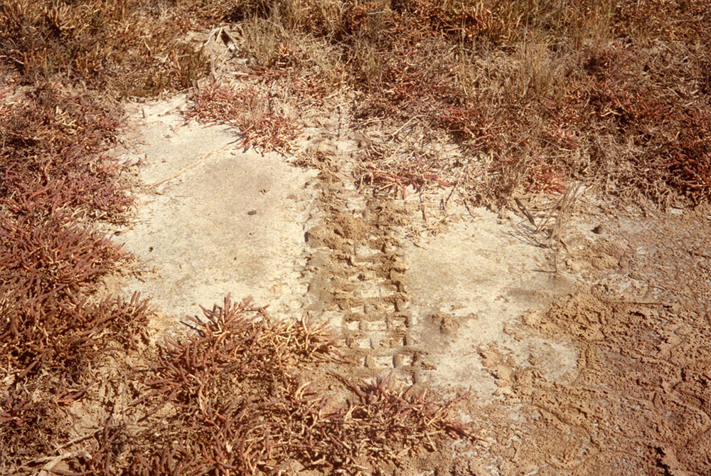 Close up of grass and bare saltpan with surface salt at proposed lake development area, Townsville, 1984