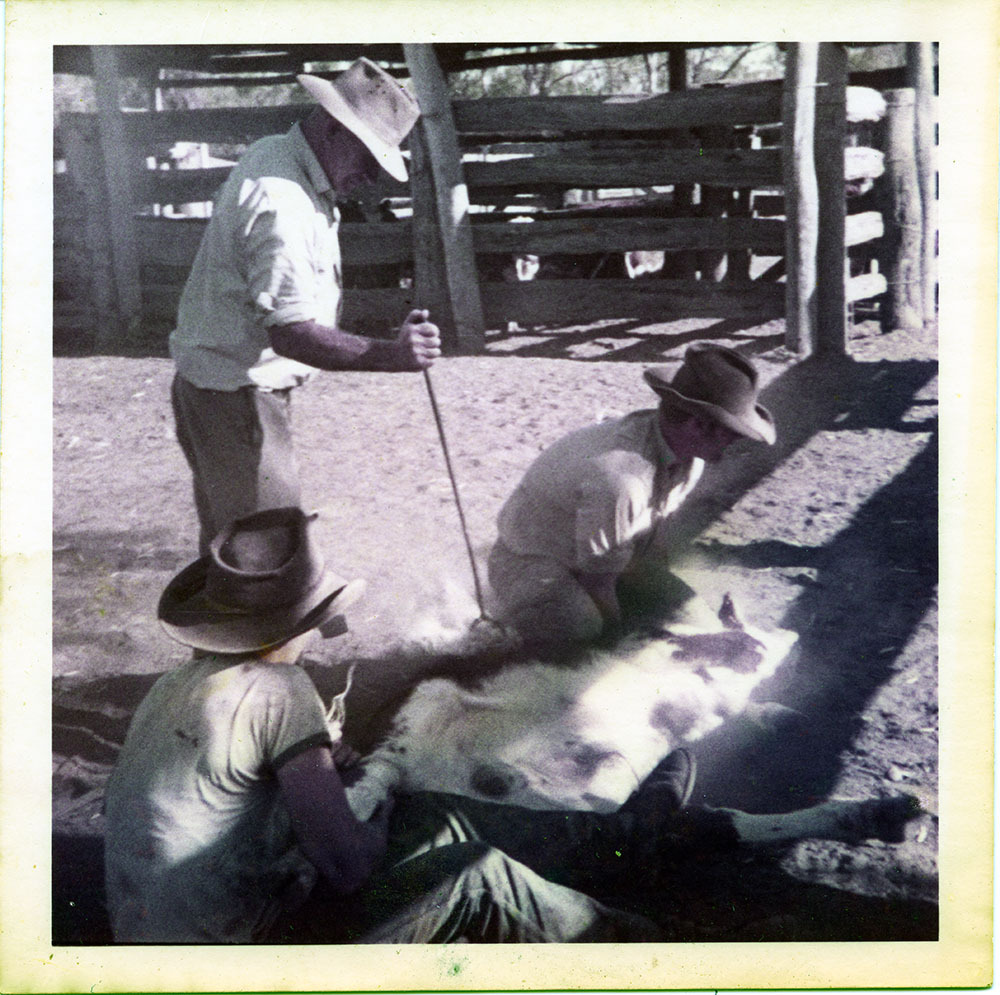 Branding cattle, Dotswood Station, ca. 1965