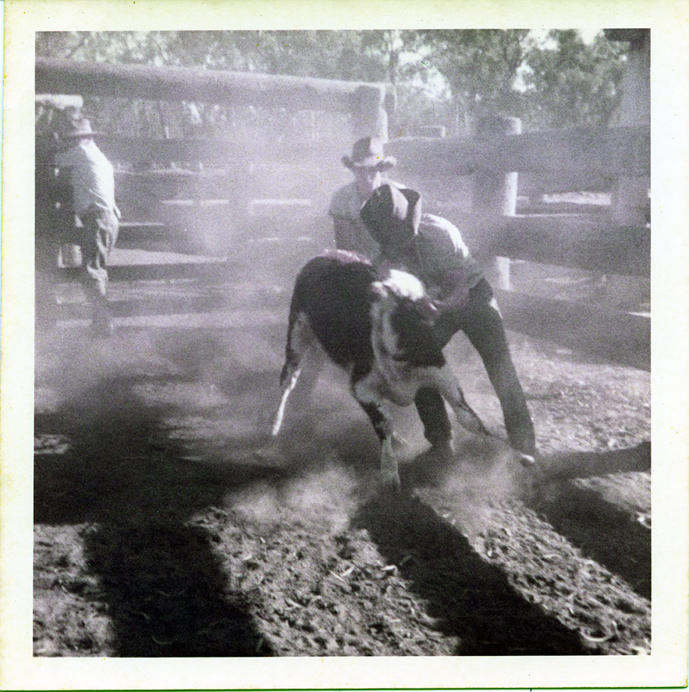 Cattle work, Dotswood Station, ca. 1965