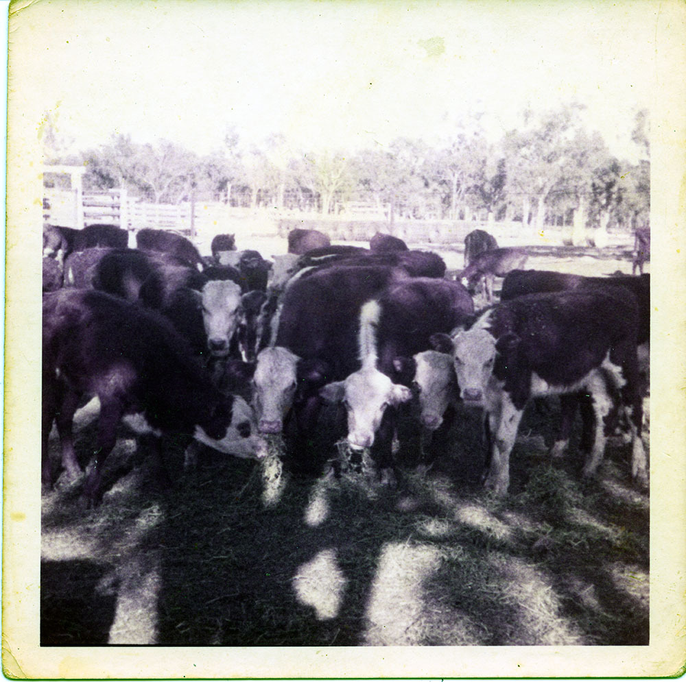 Cattle, Dotswood Station, ca. 1965