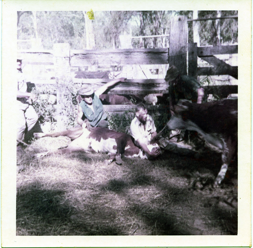 Branding cattle, Dotswood Station, ca. 1965