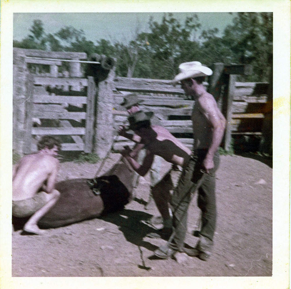 Branding cattle, Dotswood Station, ca. 1965